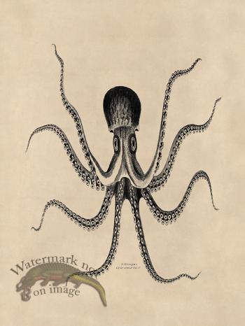 Octopus Tan 24